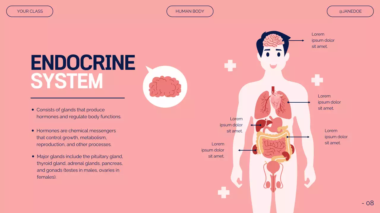 Pink Modern Anatomy Guide Presentation
