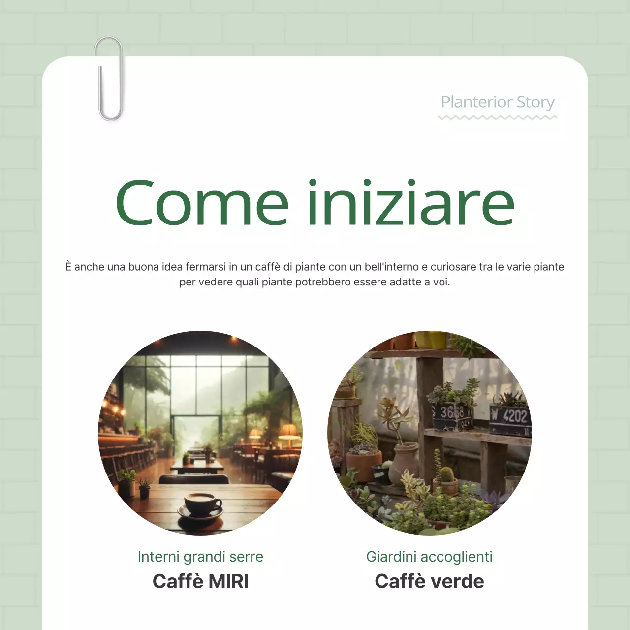 Promuovete il vostro terrier vegetale verde e bianco