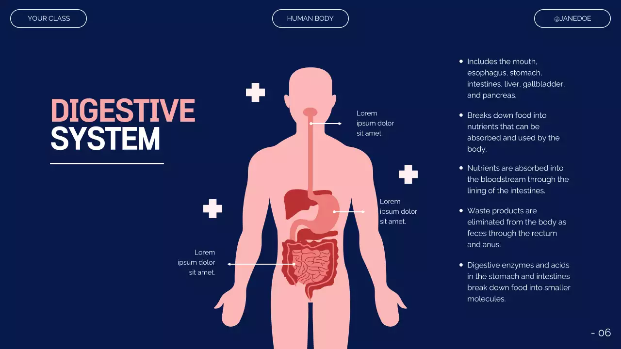 Pink Modern Anatomy Guide Presentation