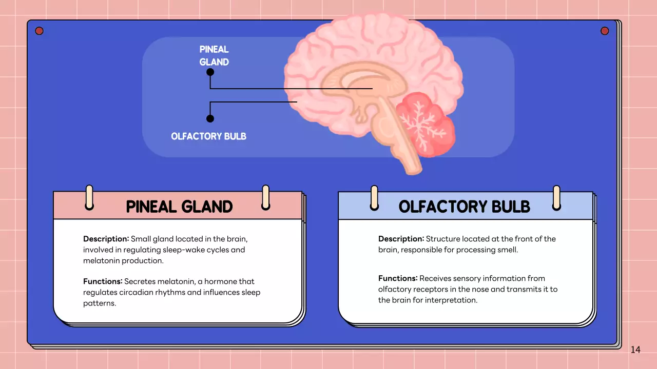 Apresentação da Palestra Pink Modern Brain