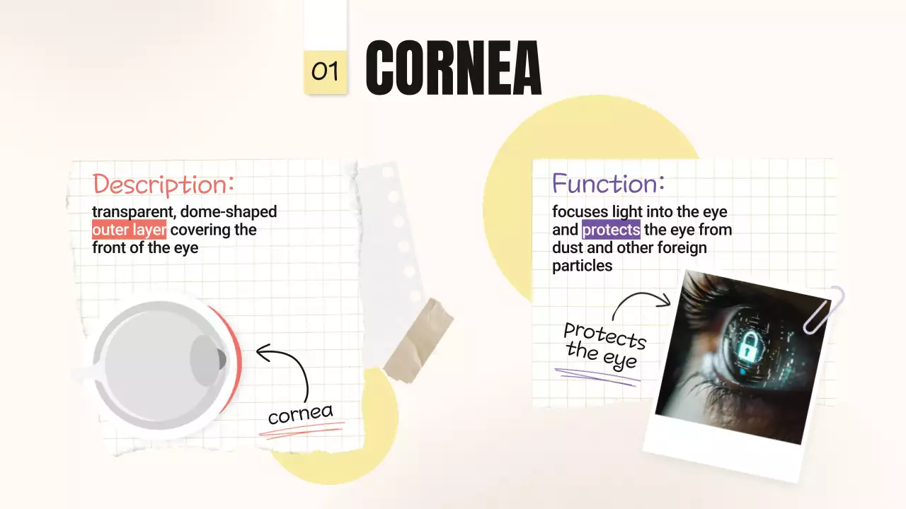 Beige Minimal Anatomy Guide Presentation