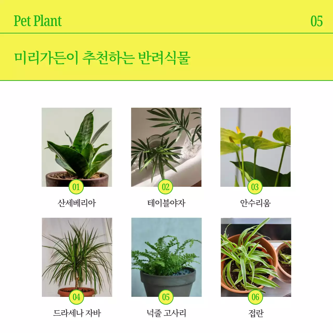 노랑과 초록색의 심플한 반려식물 홍보