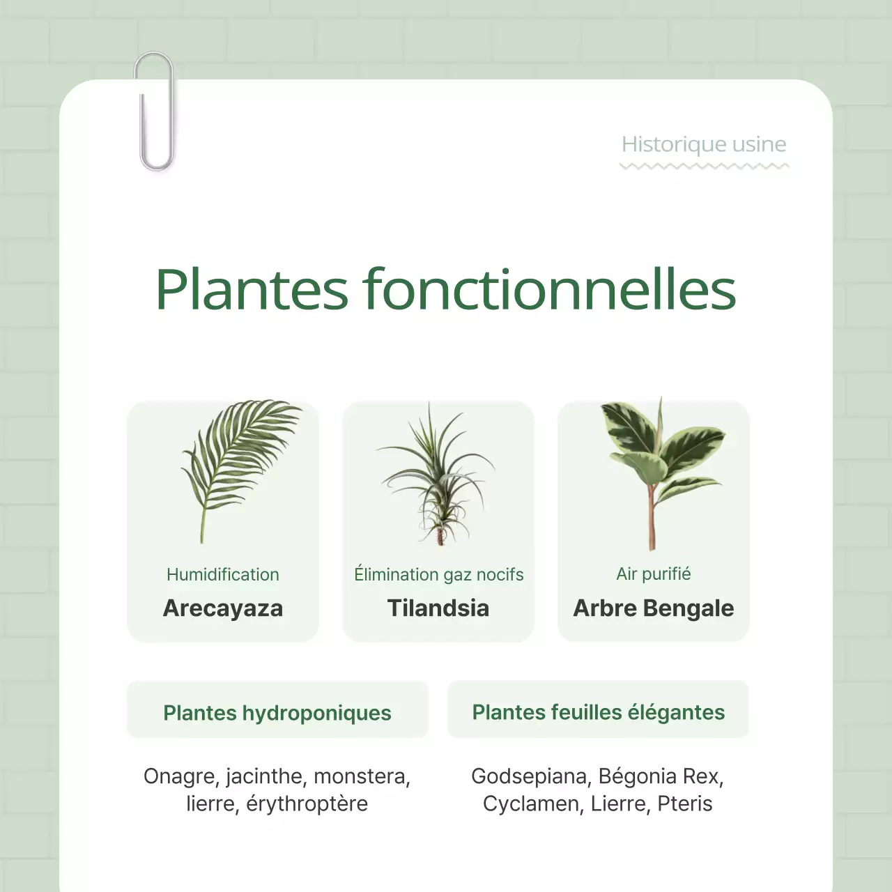 Promouvoir votre plant terrier vert et blanc