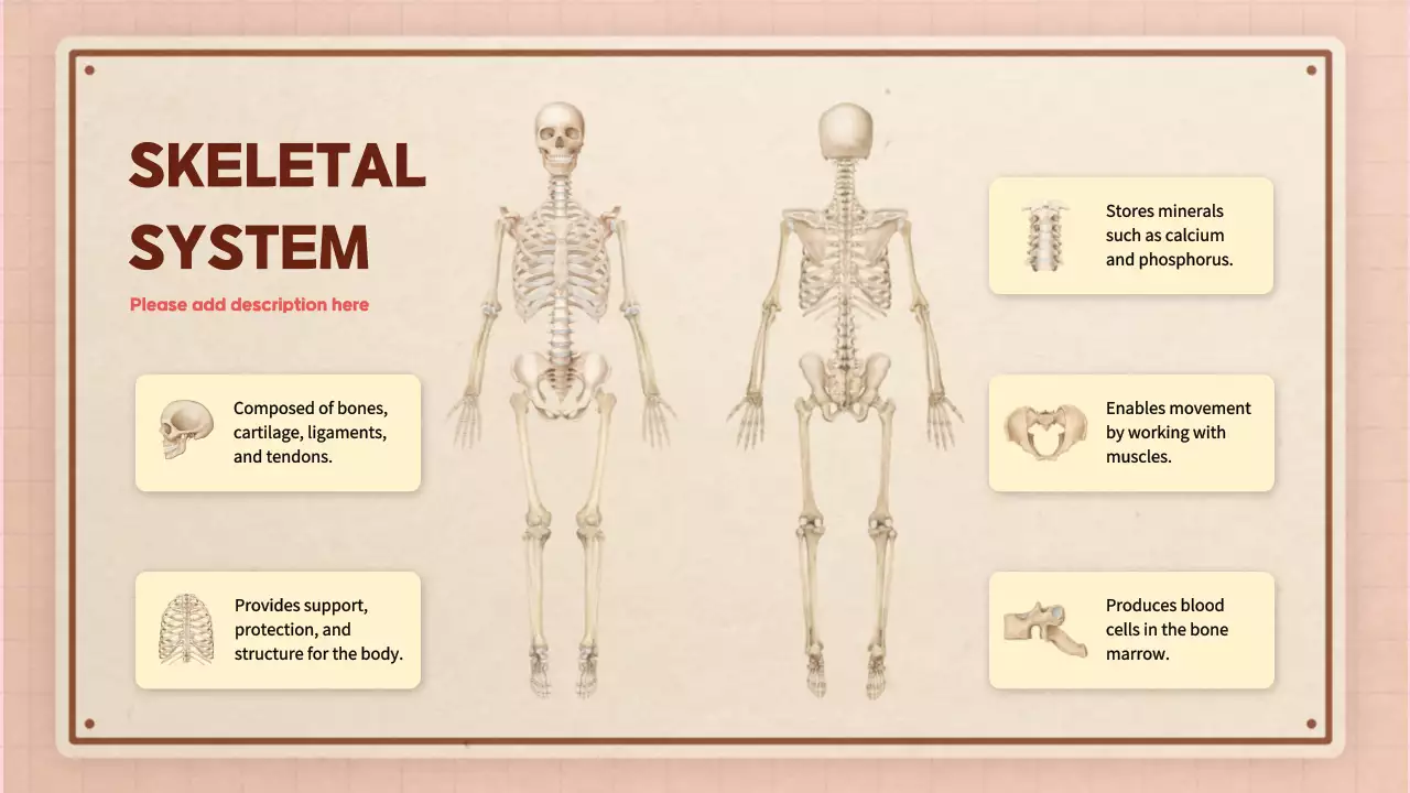Beige Modern Anatomy Guide Presentation