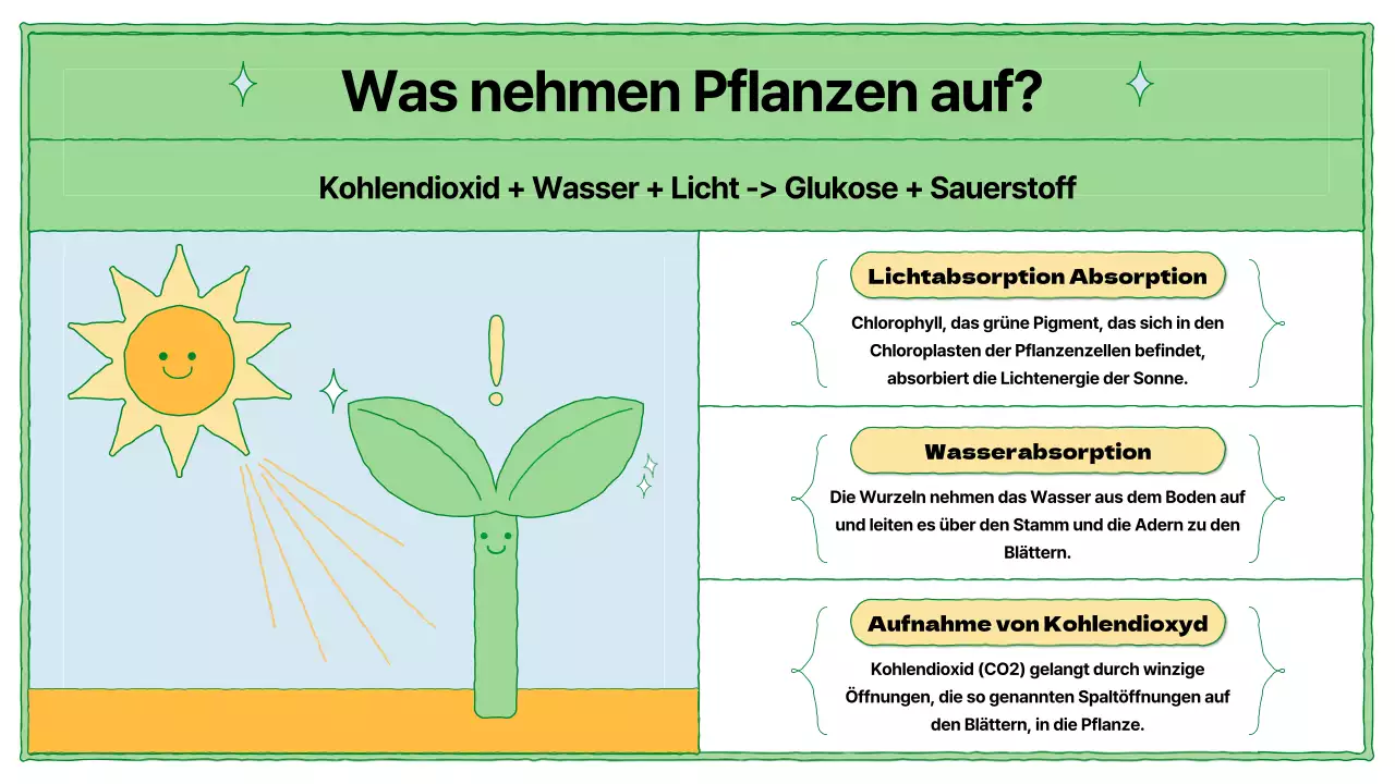 Lehrmaterial zur Photosynthese in Chartreuse und Hellblau