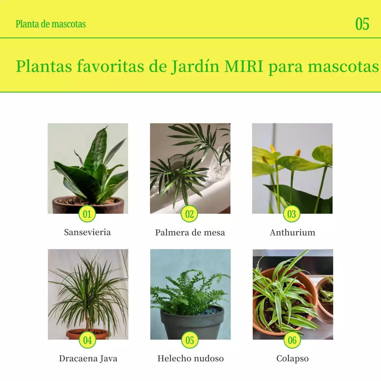 Promociona a tu mascota con sencillos colores amarillo y verde