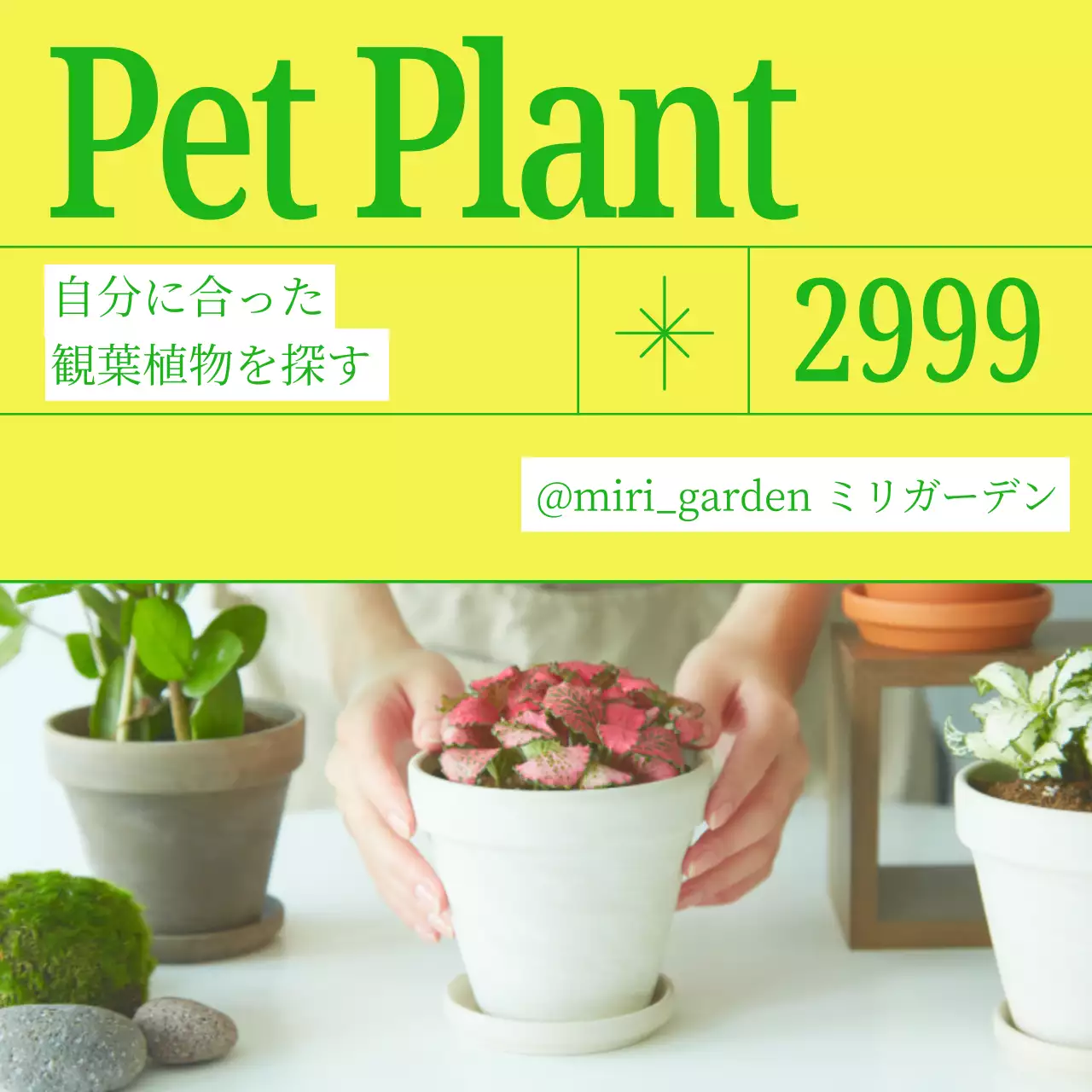 黄色 シンプル 観葉植物 パンフレット Instagram カルーセル