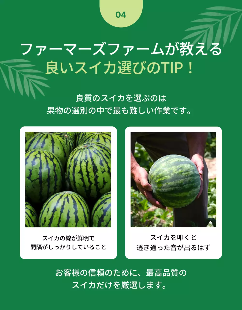 赤 シンプル スイカ パンフレット 詳細ページ