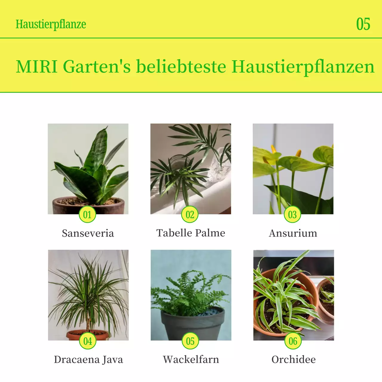 Werben Sie für Ihr Haustier mit einfachen gelben und grünen Farben