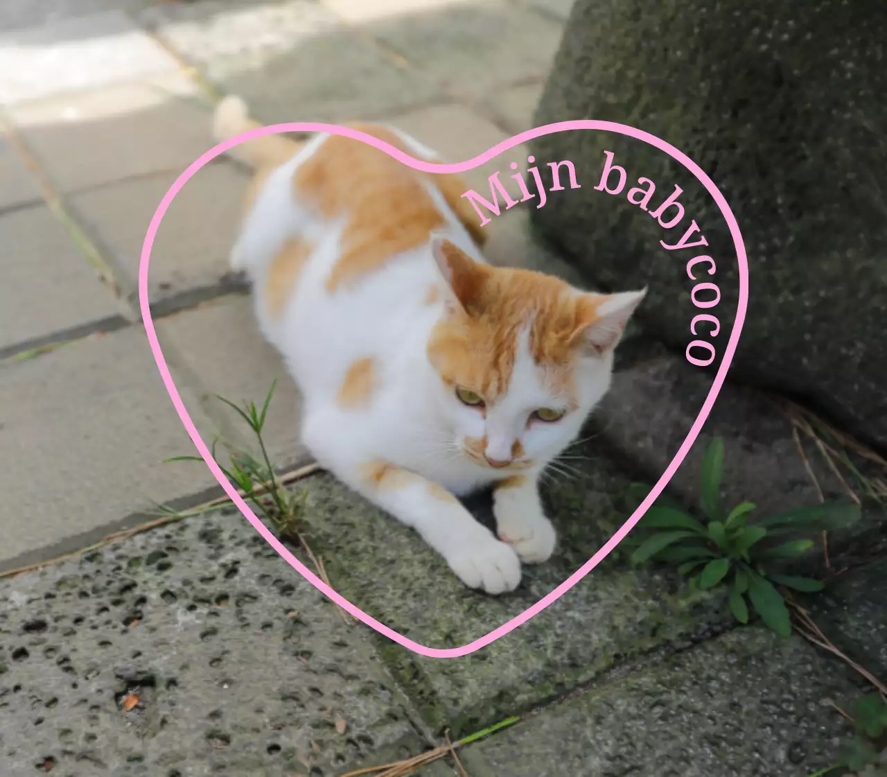 Schattige en sentimentele gepersonaliseerde merchandise met foto's van honden en katten