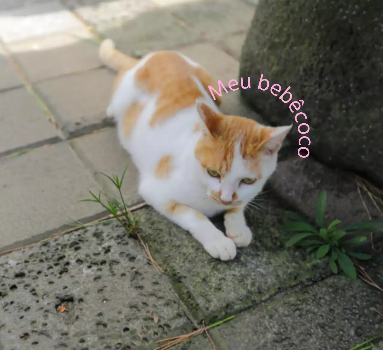 Mercadorias personalizadas, bonitas e sentimentais, com fotografias de cães e gatos