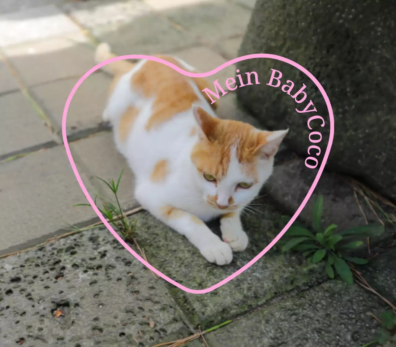 Niedliche und sentimentale personalisierte Artikel mit Fotos von Hunden und Katzen