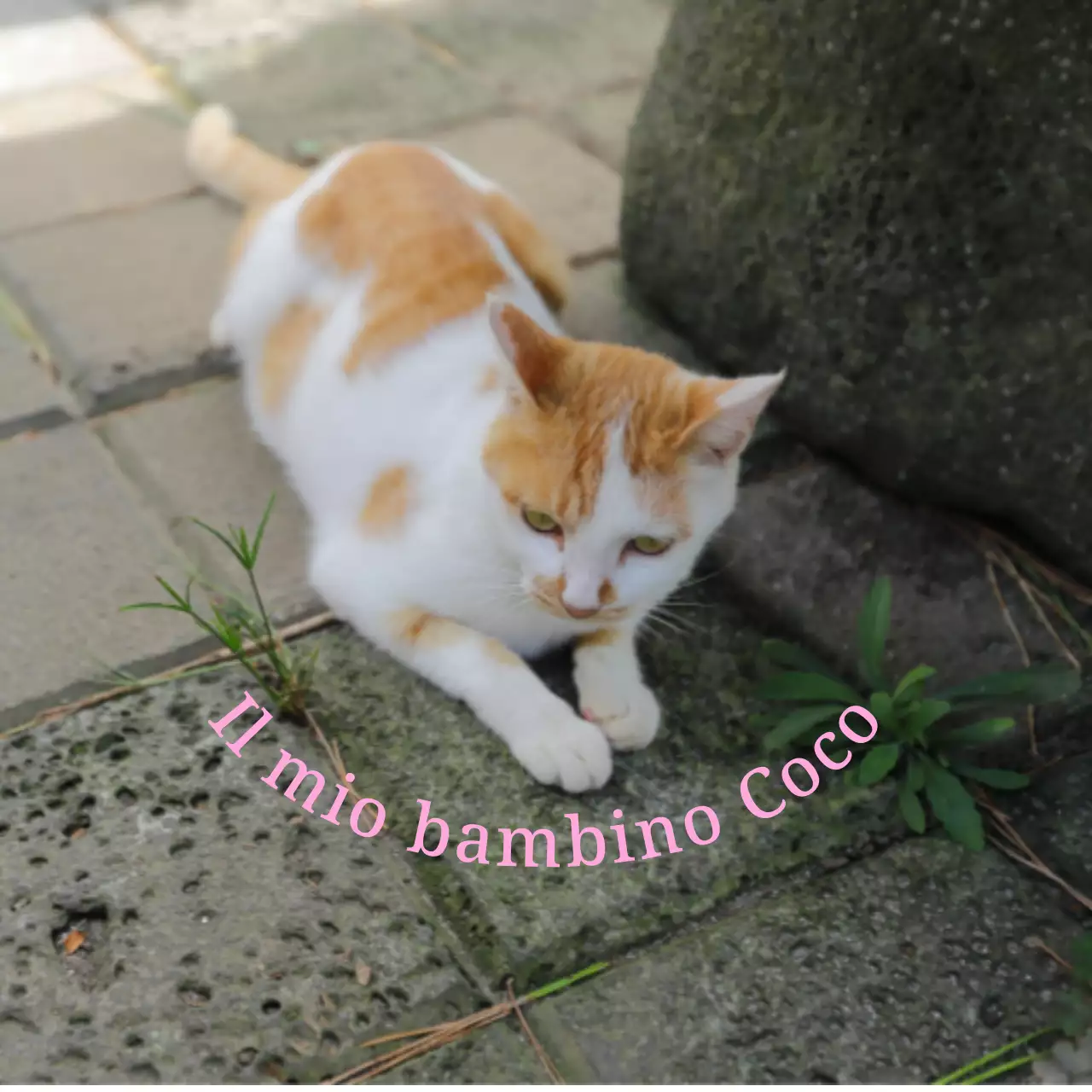 Merchandising personalizzato carino e sentimentale con foto di cani e gatti