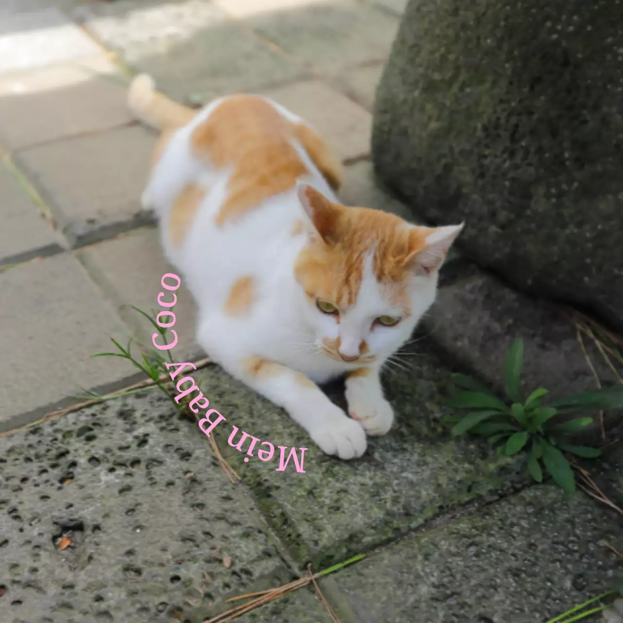 Niedliche, sentimentale personalisierte Artikel mit Fotos von Hunden und Katzen