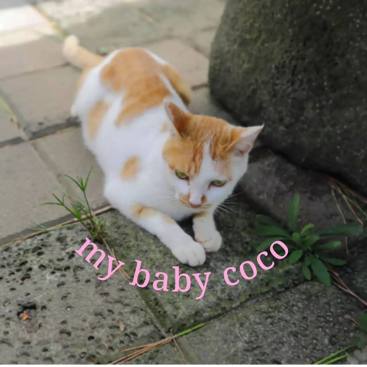 Cute, sentimental personalized merchandise with photos of dogs and cats