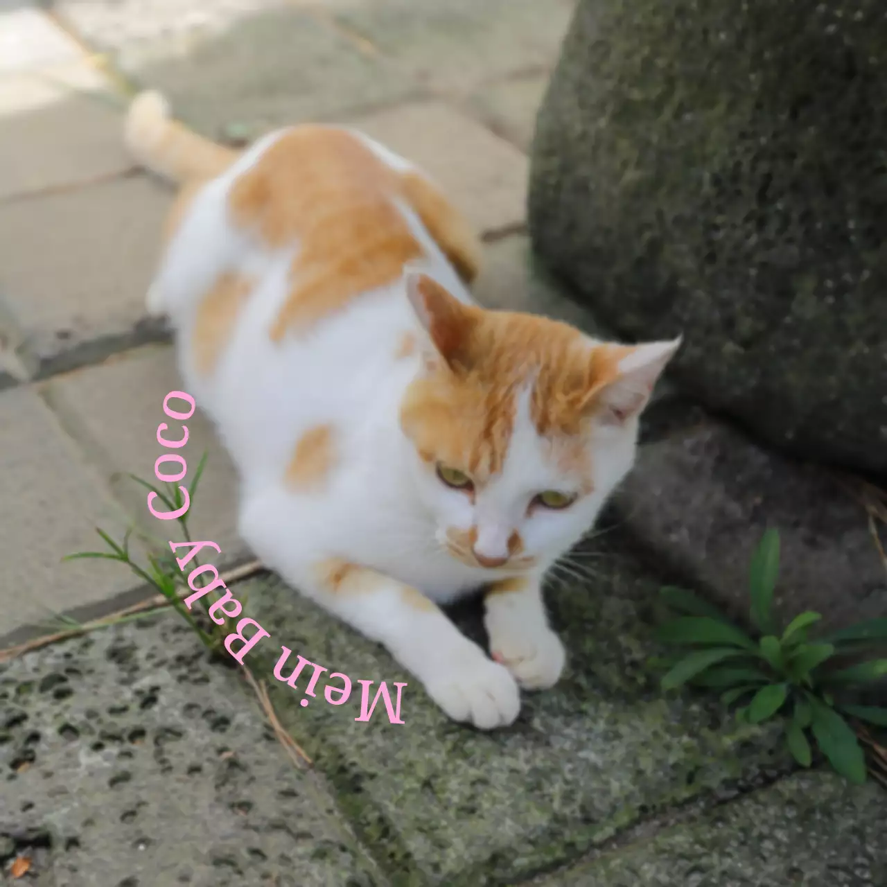 Niedliche und sentimentale personalisierte Artikel mit Fotos von Hunden und Katzen