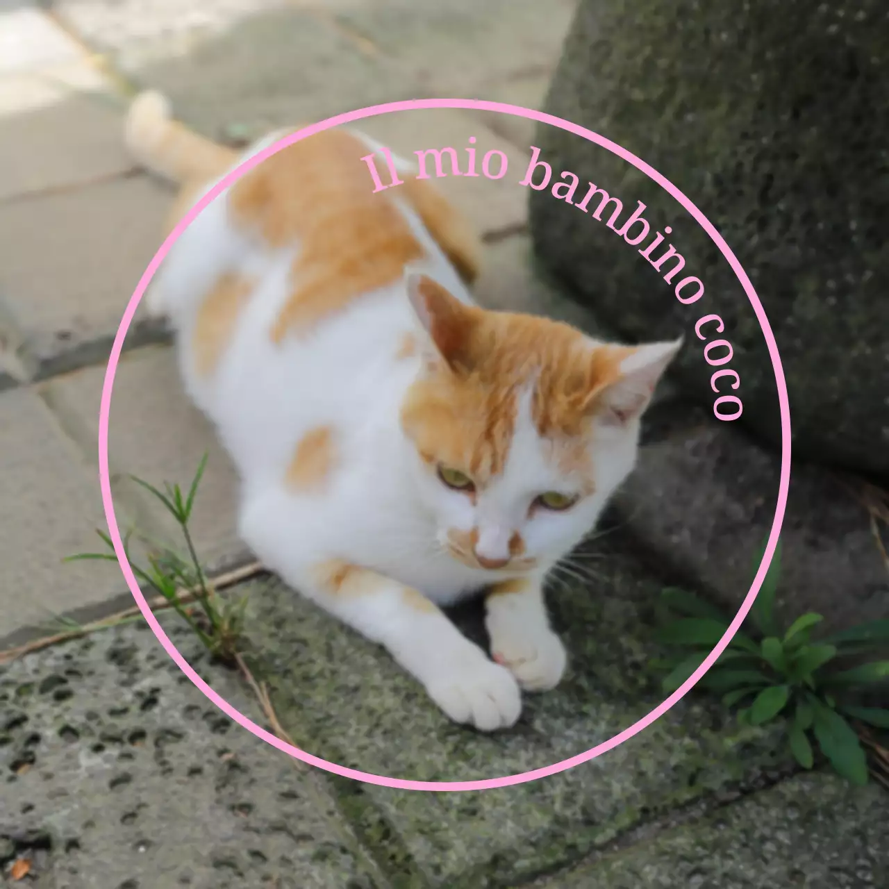 Merchandising personalizzato carino e sentimentale con foto di cani e gatti