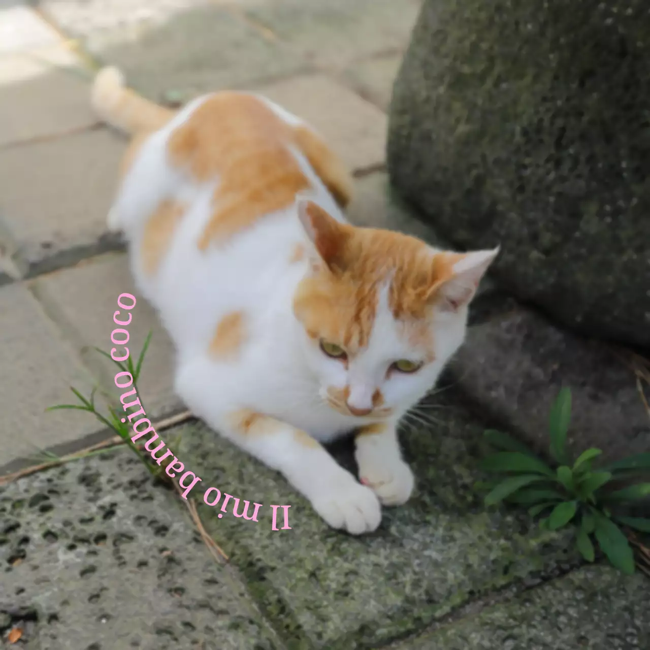 Merchandising personalizzato carino e sentimentale con foto di cani e gatti