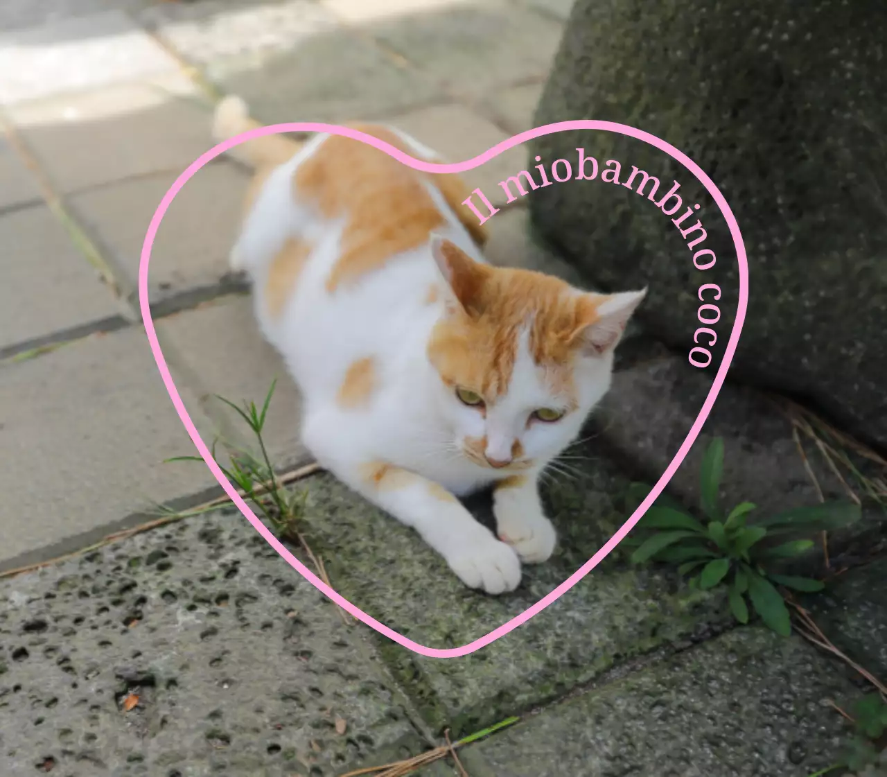 Merchandising personalizzato carino e sentimentale con foto di cani e gatti