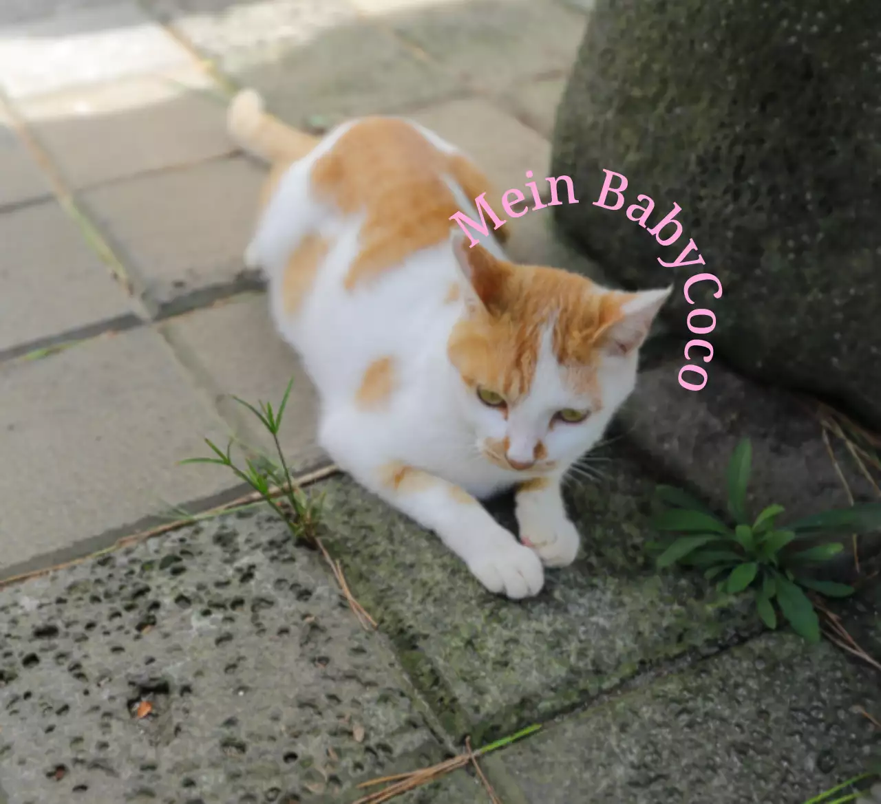 Niedliche und sentimentale personalisierte Artikel mit Fotos von Hunden und Katzen