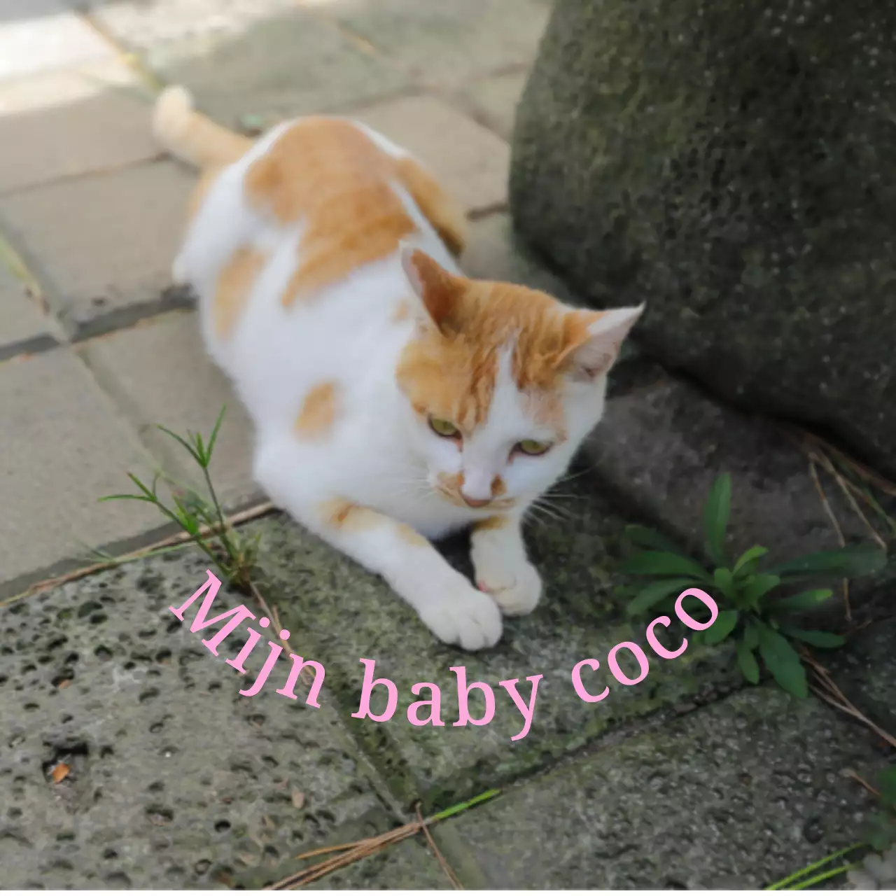 Schattige en sentimentele gepersonaliseerde merchandise met foto's van honden en katten