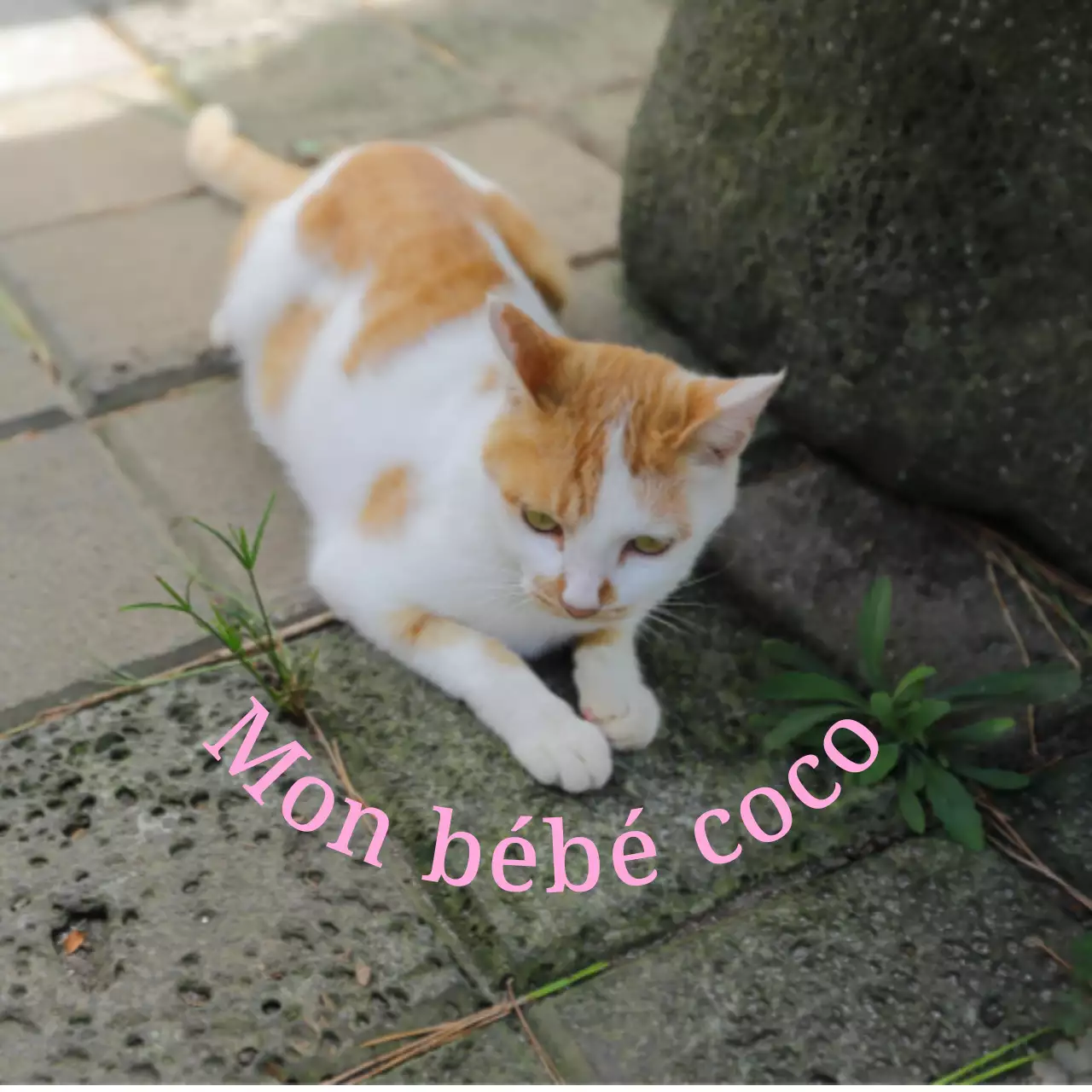 Produits personnalisés mignons et sentimentaux avec des photos de chiens et de chats