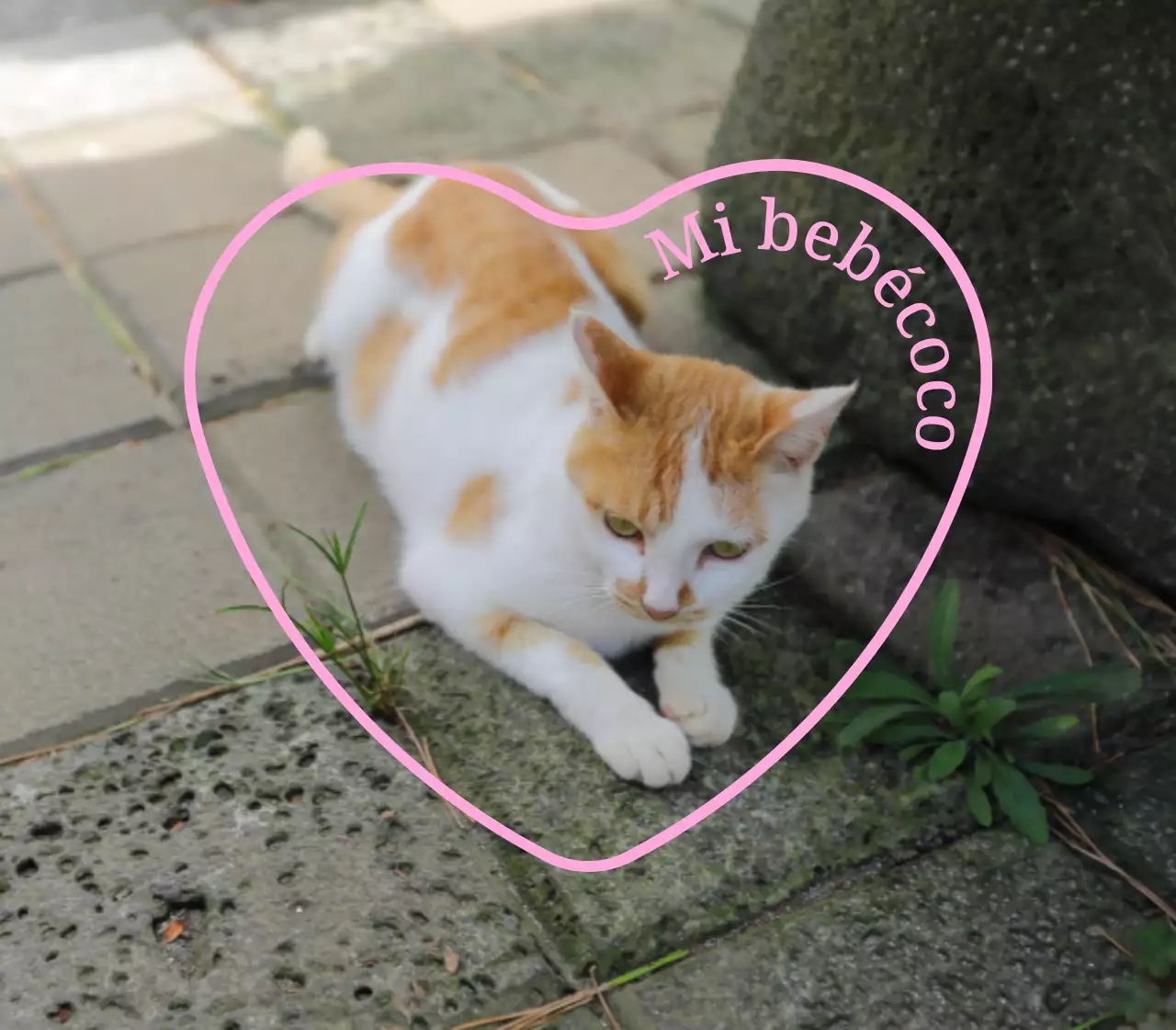 Simpáticos y sentimentales artículos personalizados con fotos de perros y gatos