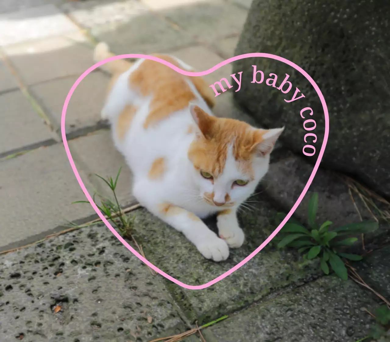 Merchandise pribadi yang lucu dan sentimental dengan foto anjing dan kucing