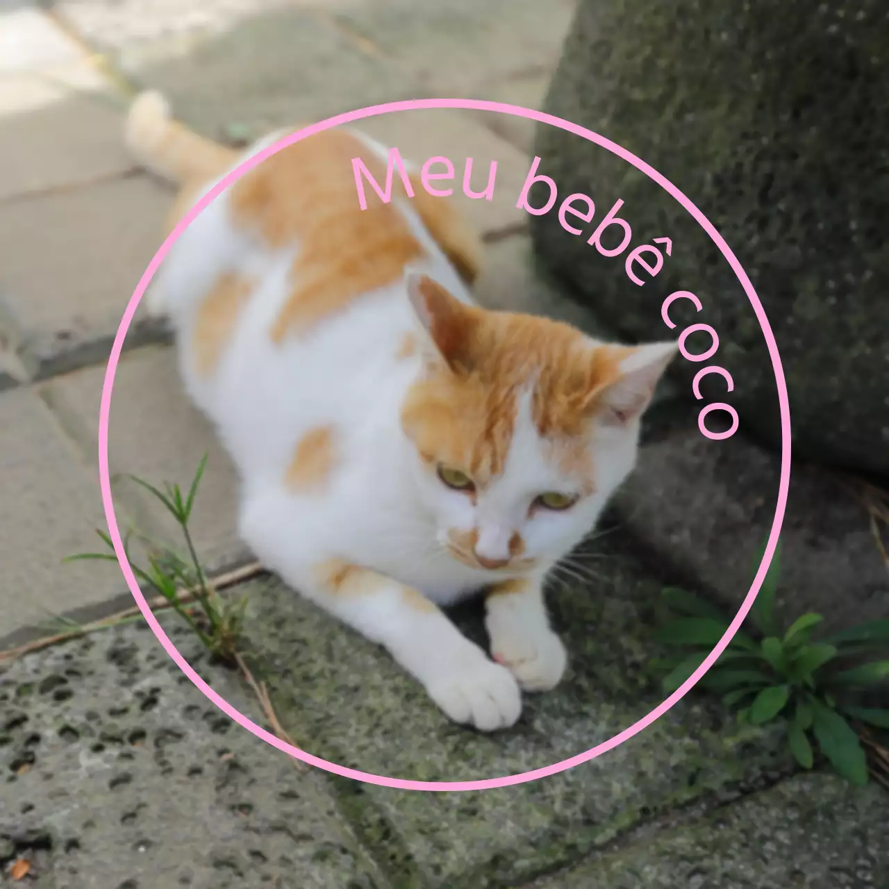 Mercadorias personalizadas, bonitas e sentimentais, com fotografias de cães e gatos
