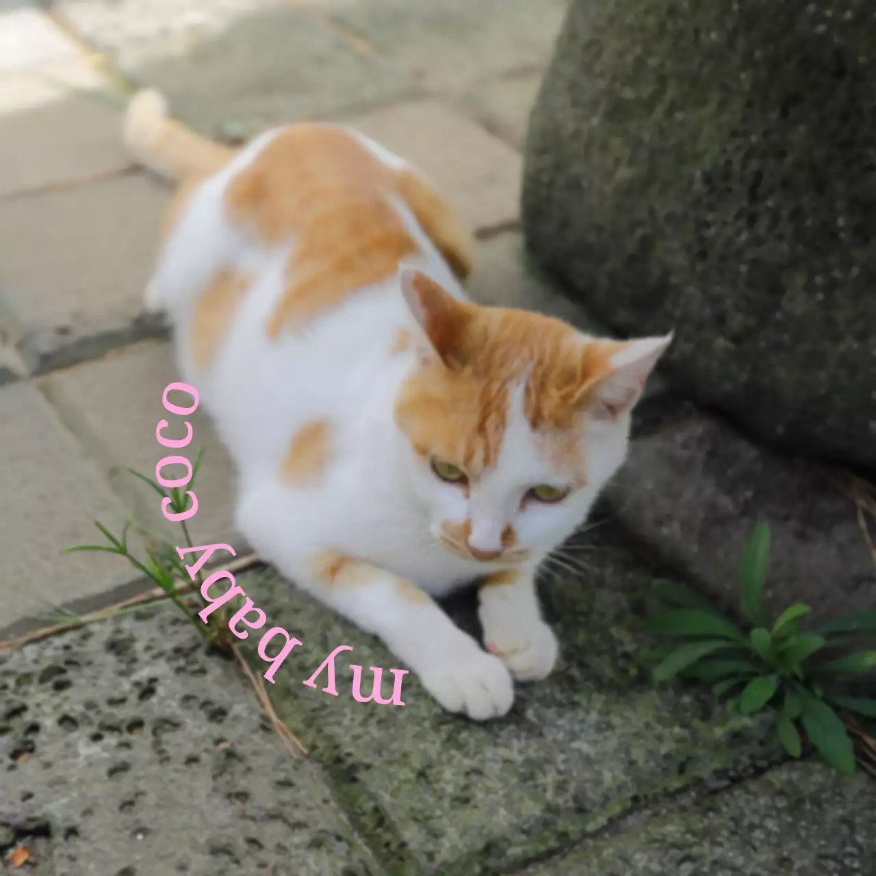 Cute, sentimental personalized merchandise with photos of dogs and cats