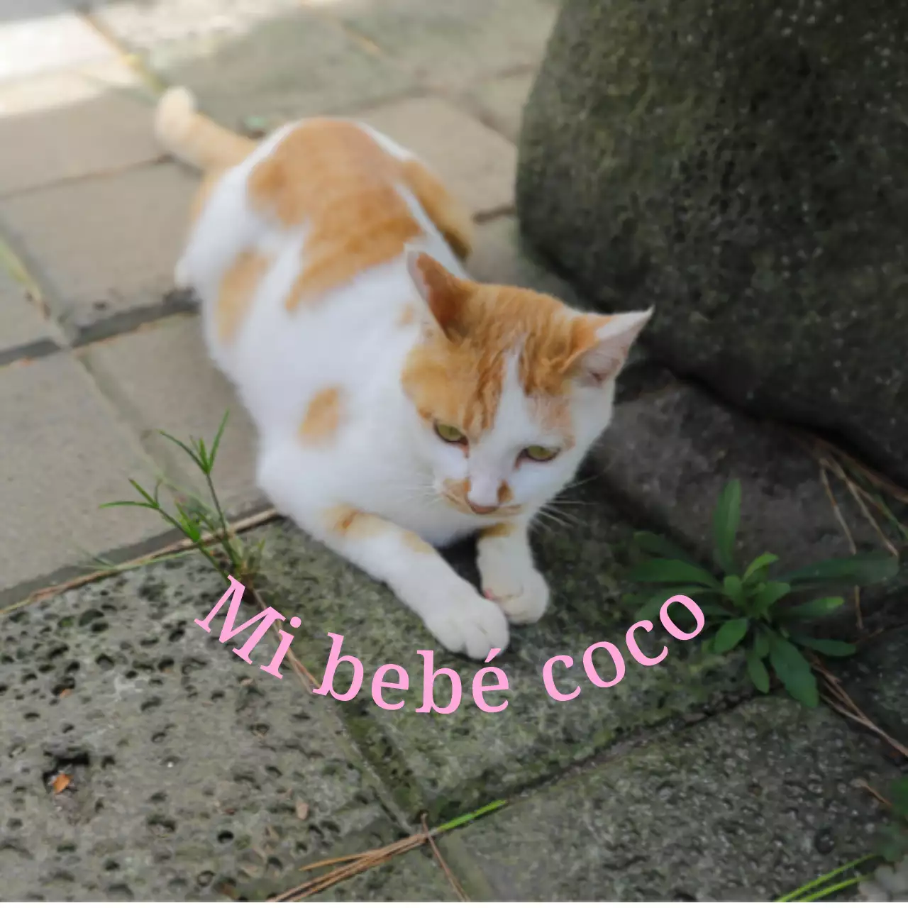 Simpáticos y sentimentales artículos personalizados con fotos de perros y gatos