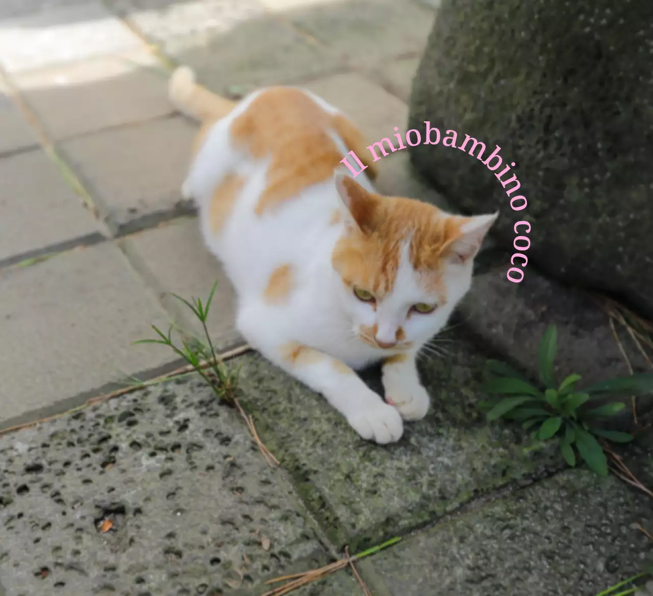 Merchandising personalizzato carino e sentimentale con foto di cani e gatti