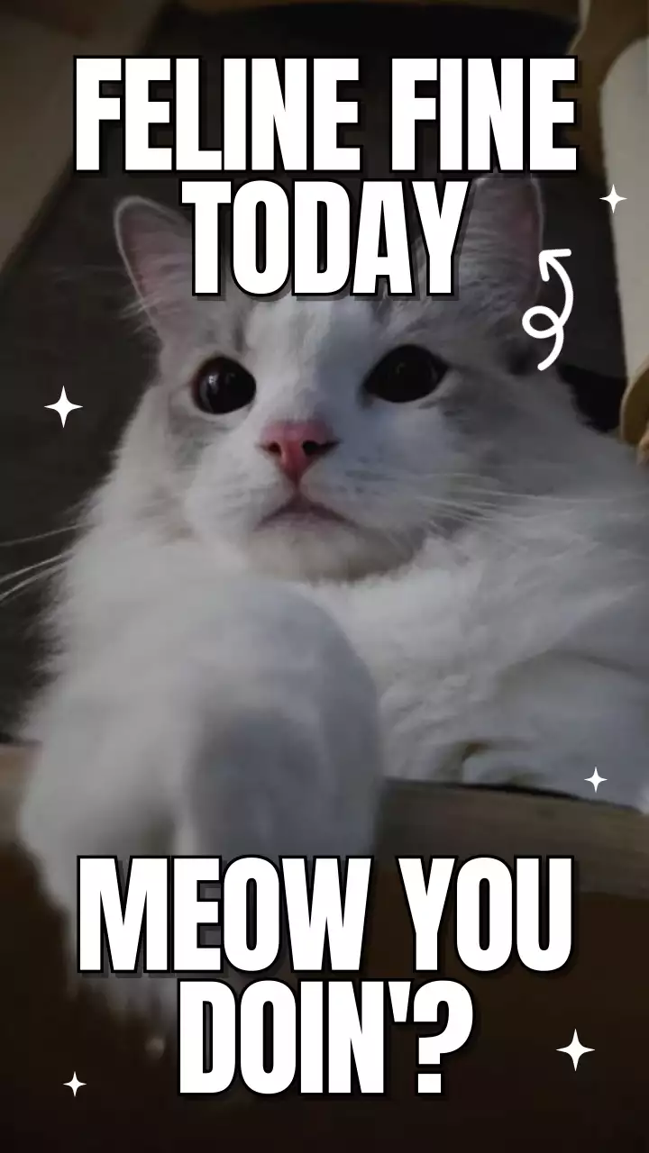 White Trendy Cat Meme Instagram Post