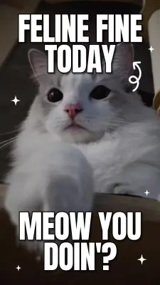 White Trendy Cat Meme Instagram Post