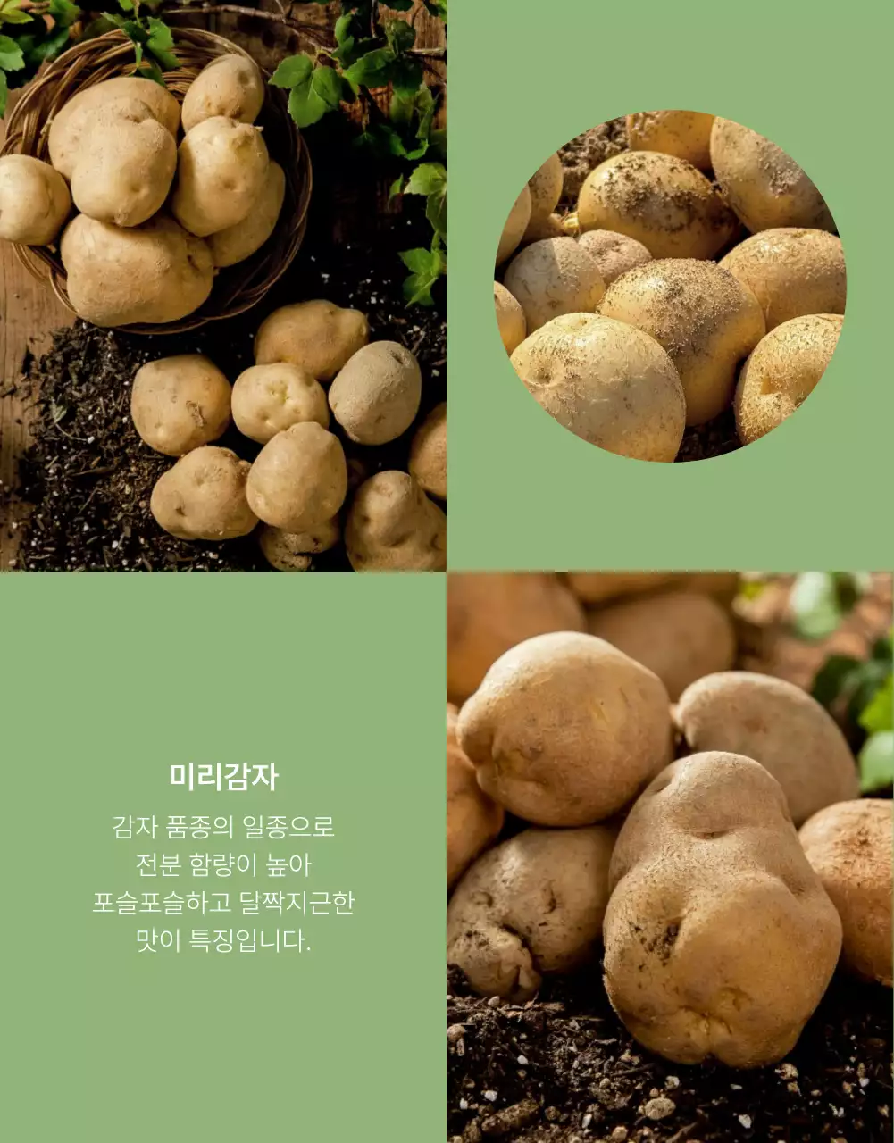 초록과 연두의 자연의 건강한 농산물 감자 사진 레이아웃 홍보