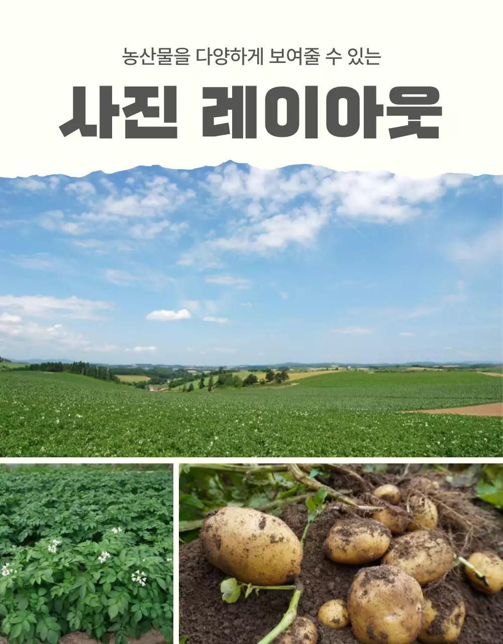 초록과 연두의 자연의 건강한 농산물 감자 사진 레이아웃 홍보