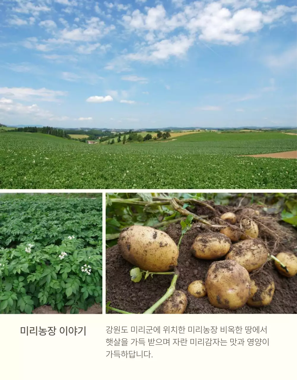 초록과 연두의 자연의 건강한 농산물 감자 사진 레이아웃 홍보