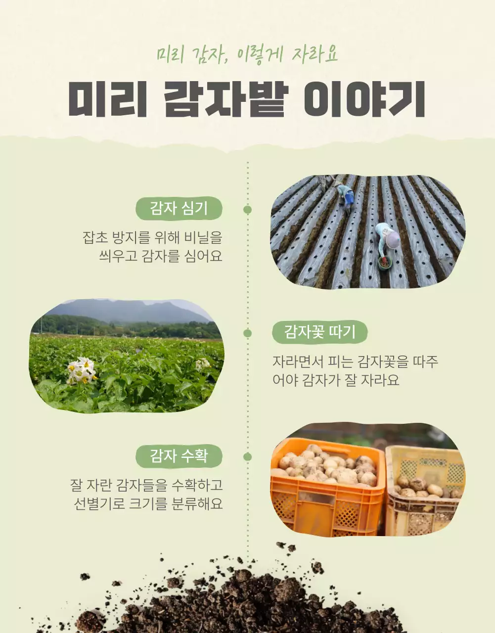 초록과 연두의 자연의 건강한 농산물 감자 옵션과 디테일 홍보