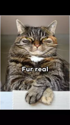 Brown Joke Cat Meme Instagram Post