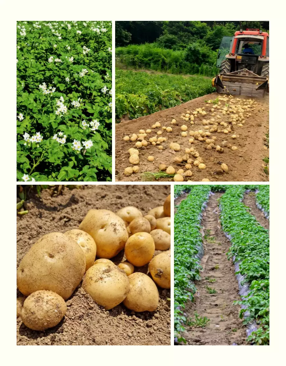 초록과 연두의 자연의 건강한 농산물 감자 사진 레이아웃 홍보