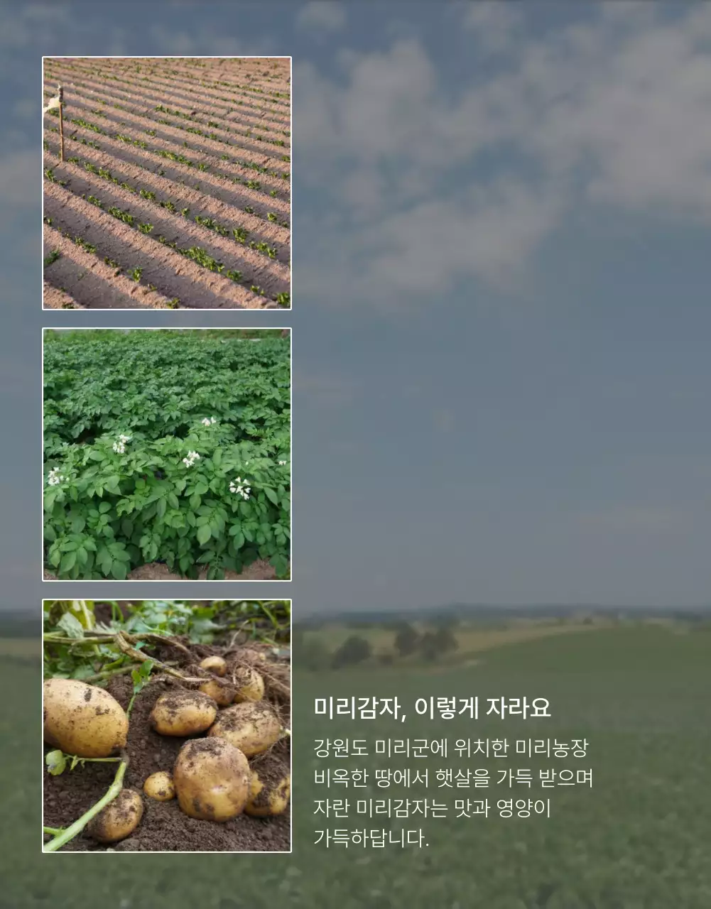 초록과 연두의 자연의 건강한 농산물 감자 사진 레이아웃 홍보