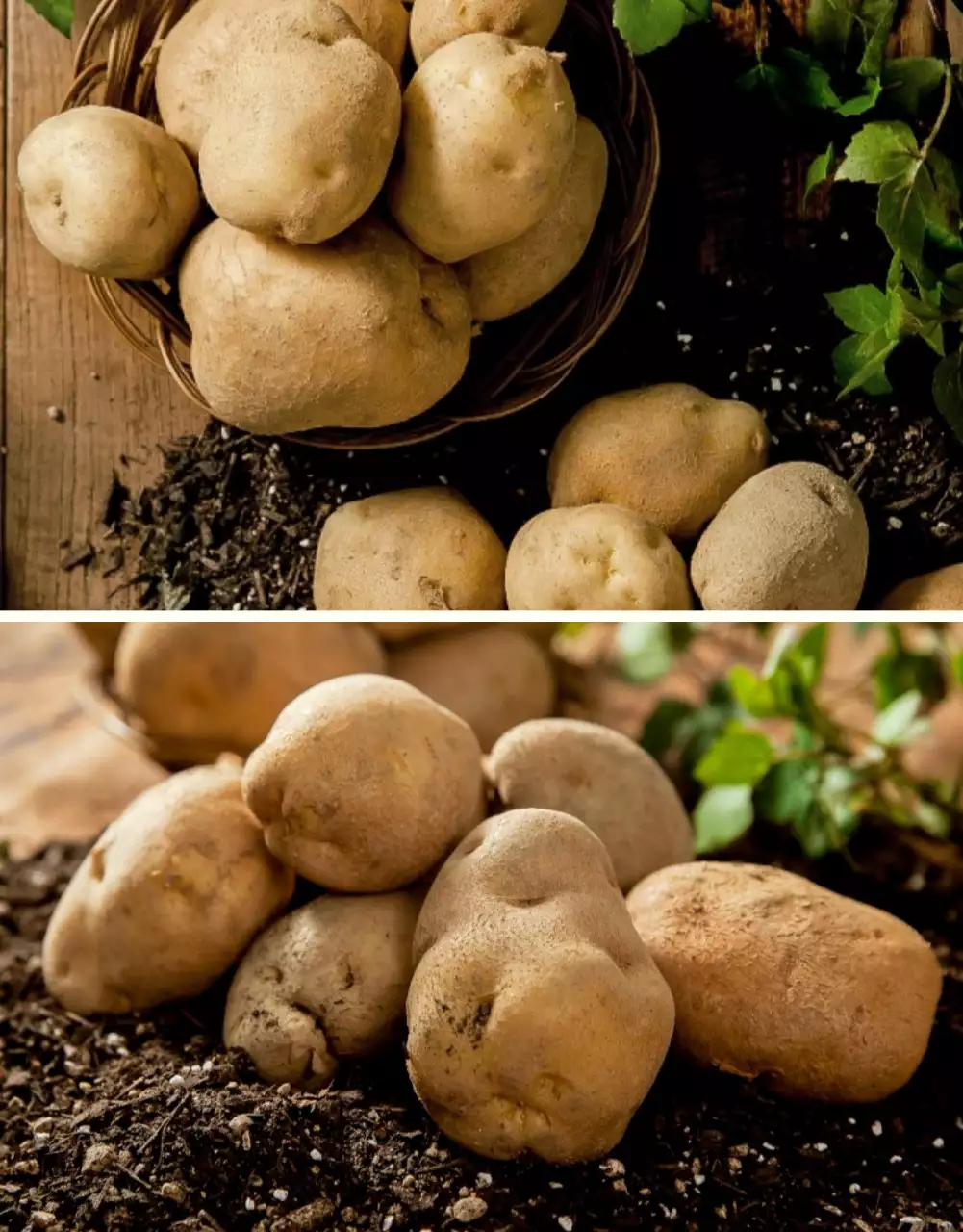 초록과 연두의 자연의 건강한 농산물 감자 사진 레이아웃 홍보