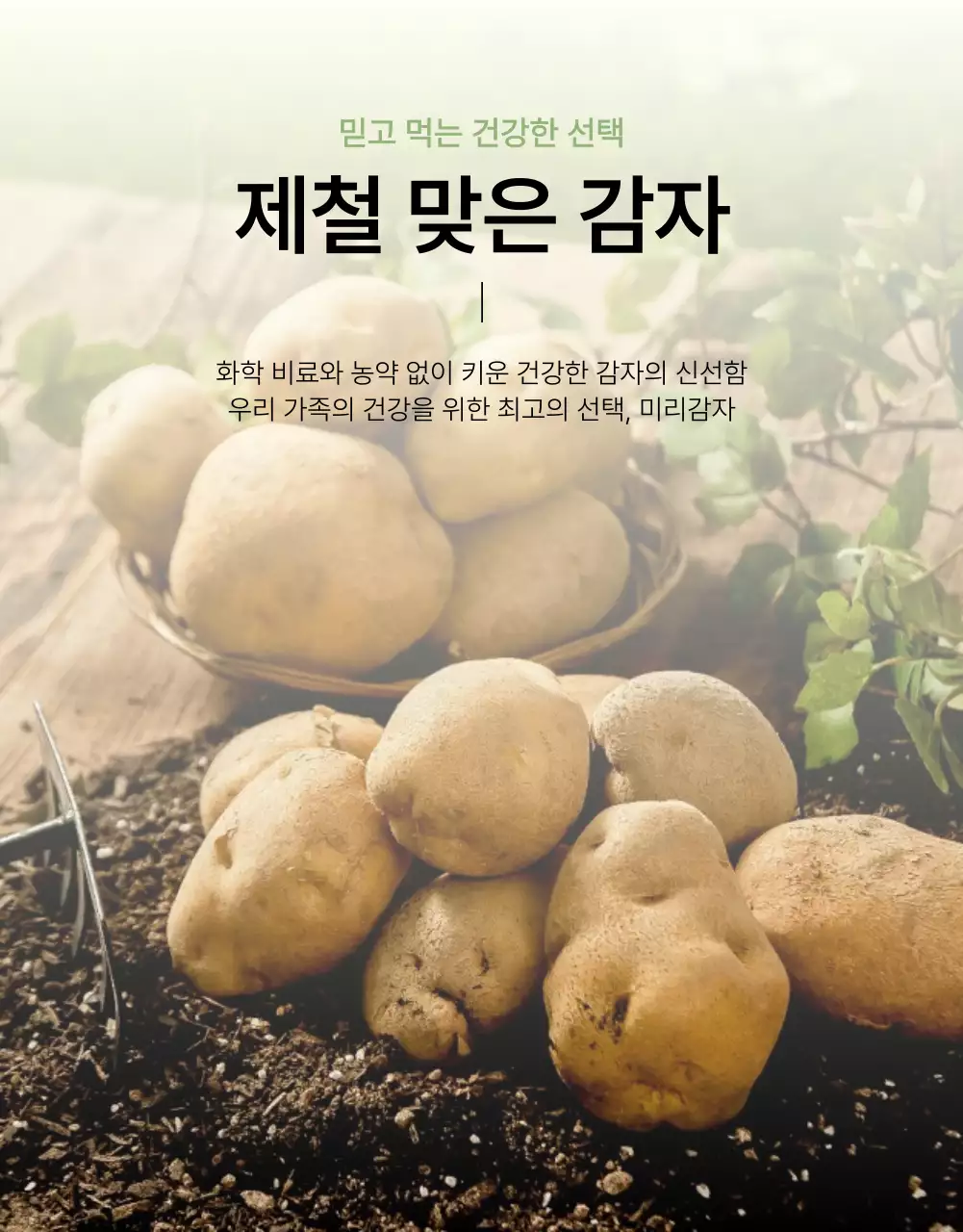 초록과 연두의 자연의 건강한 농산물 감자 사진 레이아웃 홍보