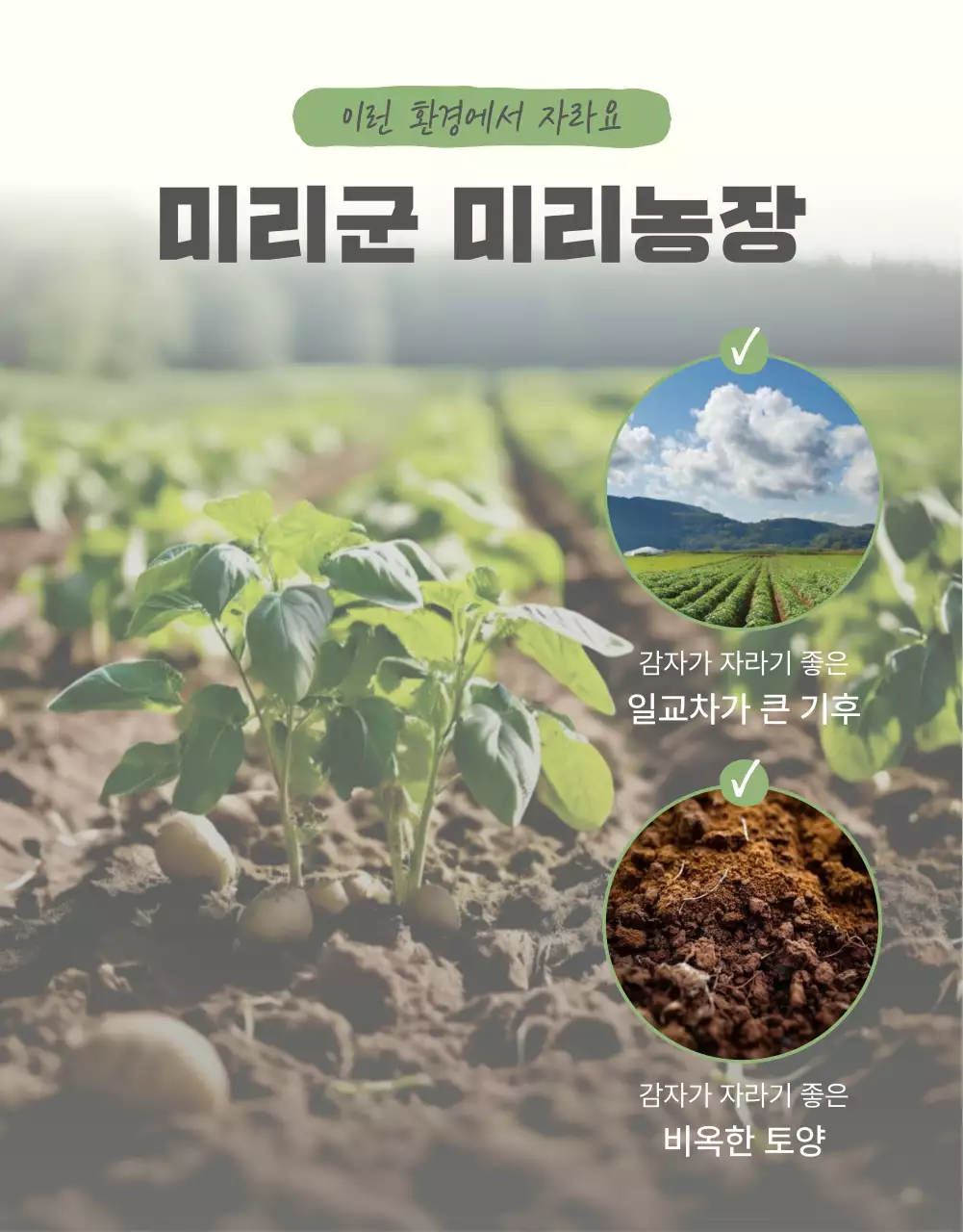 초록과 연두의 자연의 건강한 농산물 감자 옵션과 디테일 홍보