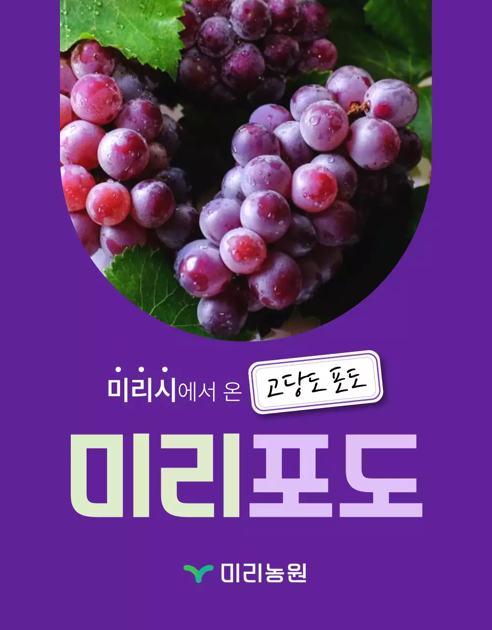 보라색과 연보라색의 심플한 제철 과일 포도 홍보