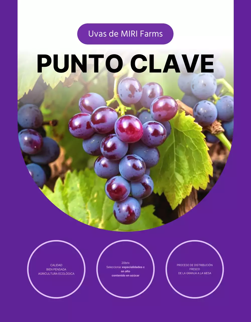 Promueva las uvas de fruta de temporada sencillas en morado y malva