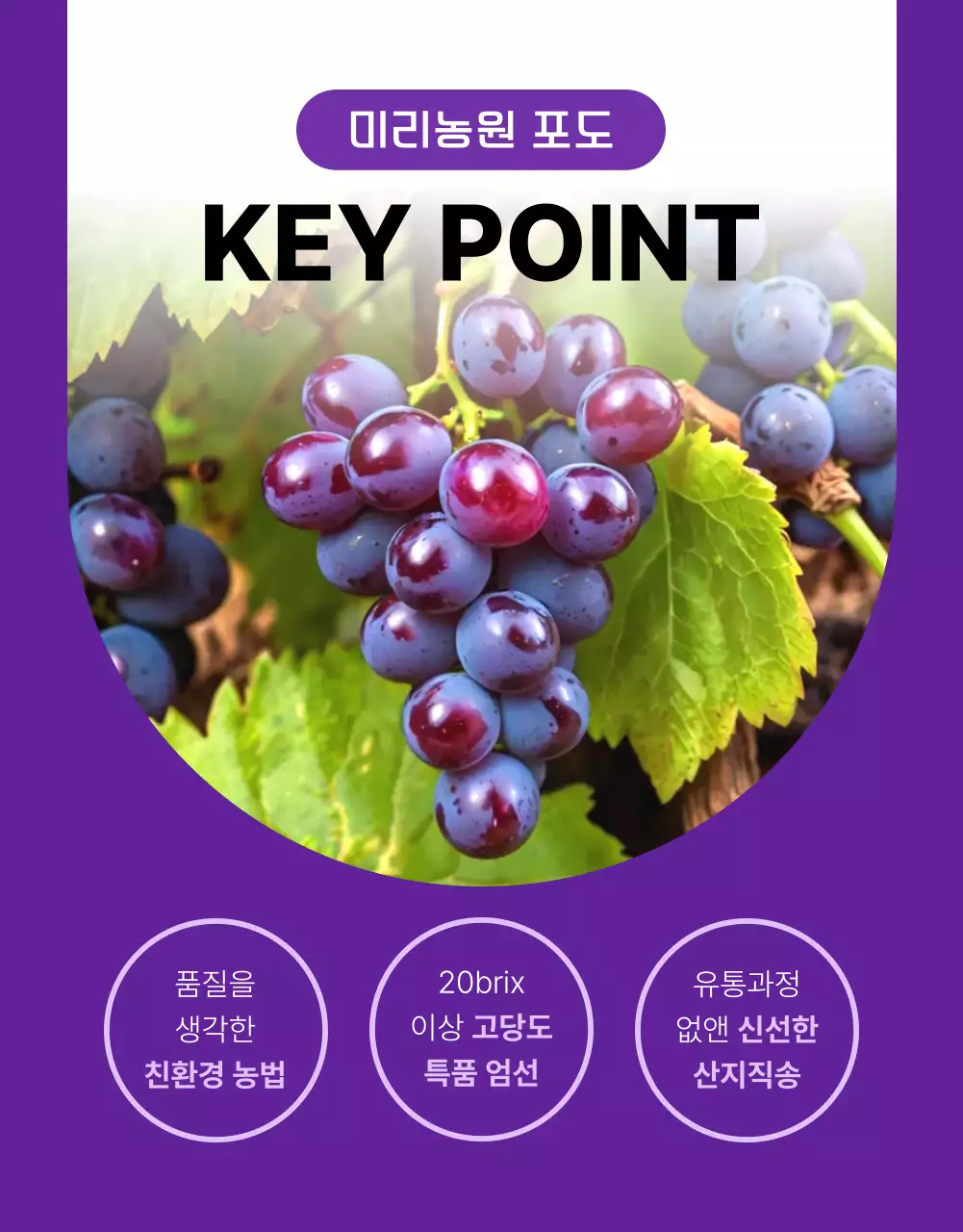 보라색과 연보라색의 심플한 제철 과일 포도 홍보