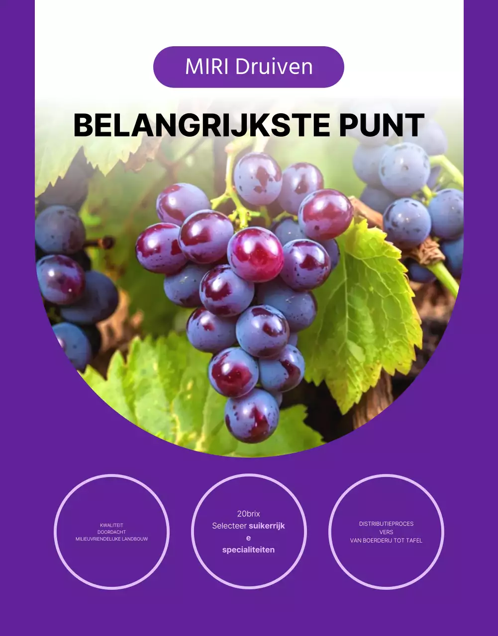 Promoot eenvoudige seizoensfruitdruiven in paars en mauve