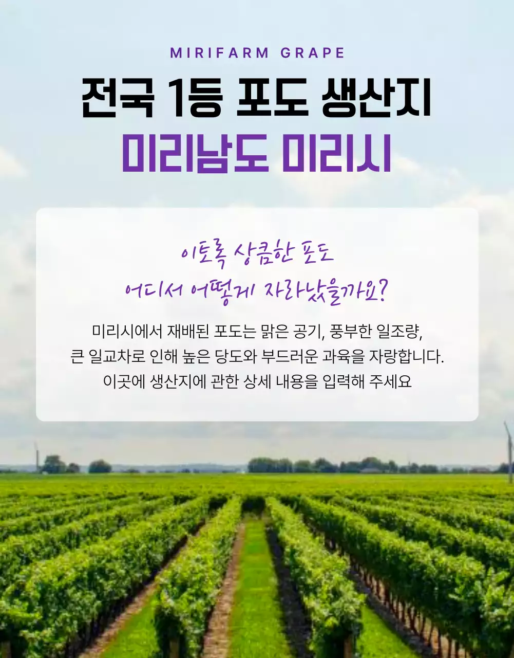 보라색과 연보라색의 심플한 제철 과일 포도 홍보