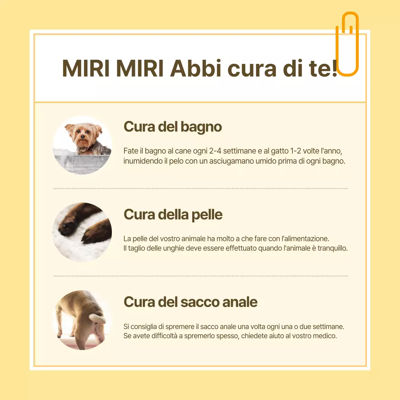 Informazioni sulla salute degli animali domestici in stile note gialle e bianche